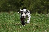 DOGUE ALLEMAND 254